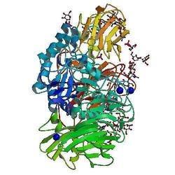 Lactase Enzyme Application: Biomedical Fields