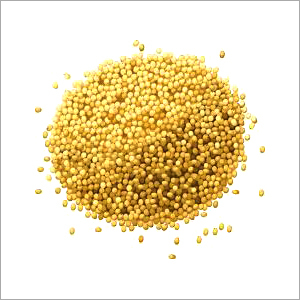 Yellow Millet
