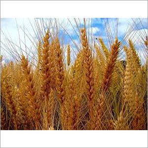 Barley Seeds