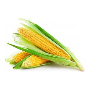 Corn