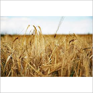 Barley