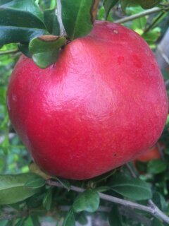 Pomogranate
