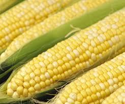 Yellow Corn Yellow Maize