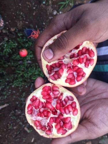 Trader of Fresh Fruits