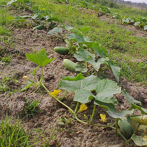 Cucumber Plantation