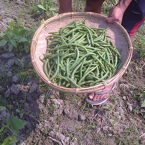 Farm Fresh Green Beans