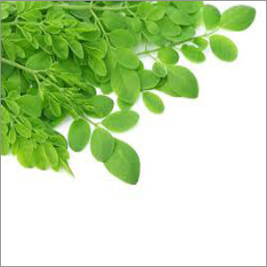 Moringa Leaf