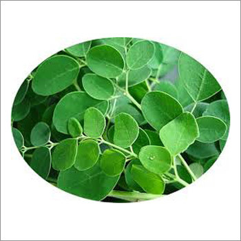 Fresh Moringa Leaves