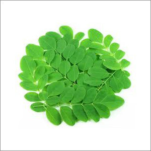 Green Moringa Leaves