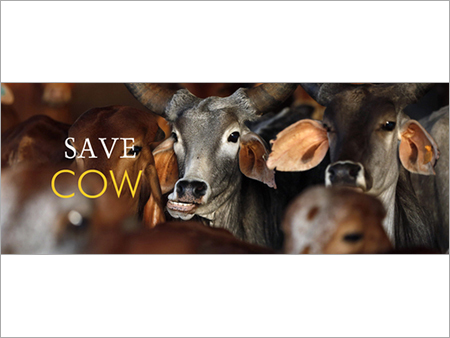 Cow Protection Welfare Organization