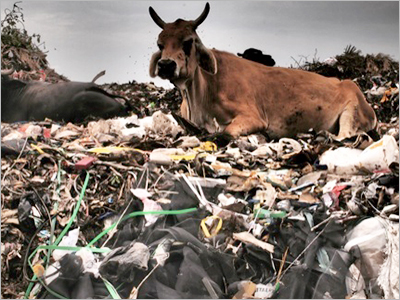 Cow Welfare Organization