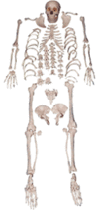 Disarticulated Skeleton Model - Plastic, Life-size, Off-white | 200 Bones, 600+ Anatomical Structures, Easy Assembly, Educational Aid