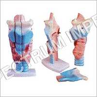 Magnified Human Larynx Model