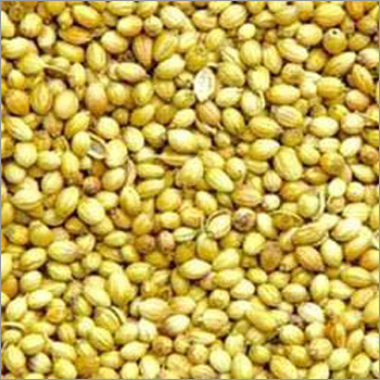 Spices Seed