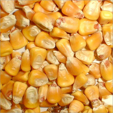 Yellow Maize Seeds