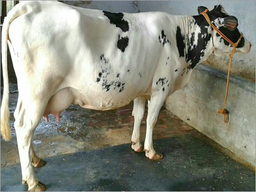 White HF Cow