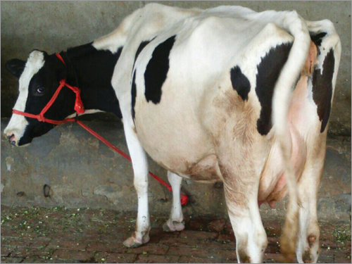 Indian Hf Cow