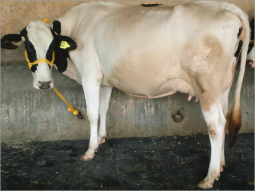 HF Dairy Cow