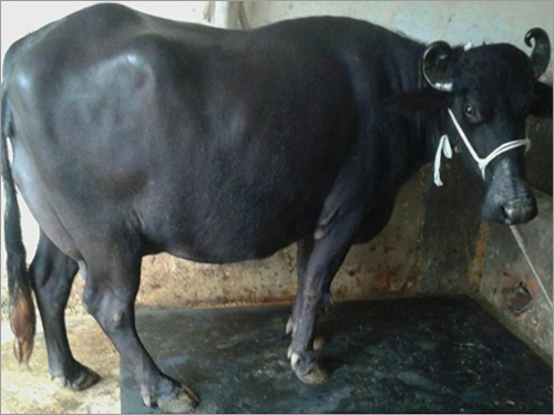 Indian Murrah Buffalos