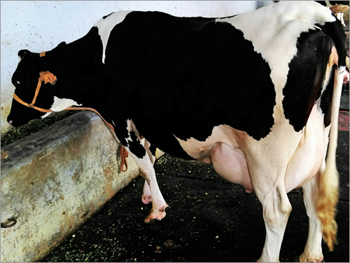 Holstein Friesian Cows supplier in haryana