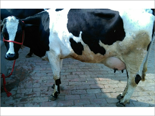 HF cows Supplier in Karnal