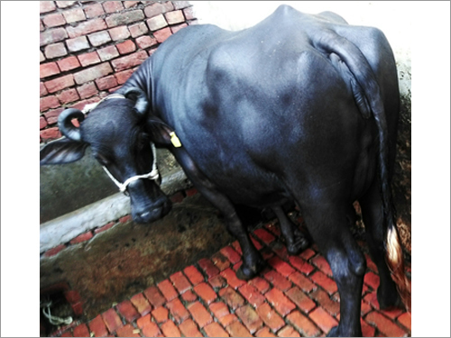 Supplier Murrah Buffalos