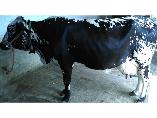 HF cows Trader in haryana