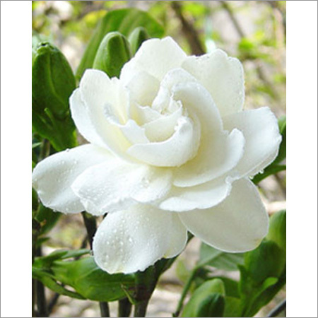 Jasmine Flower - Dried White Petals | Utmost Quality, Long Shelf Life, Widely Demanded, Prompt Delivery