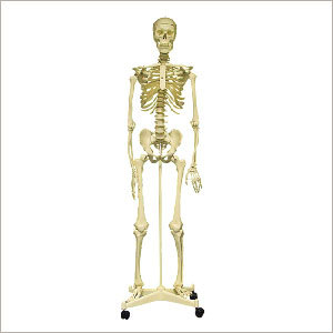 Skeleton Model