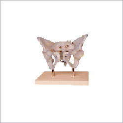 XC 124- Adult Female Pelvis With Stand