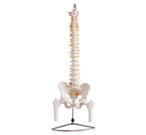 Xc-126- Life Size Vertebral With Pelvis And Femur Heads - Color: Realistic Bone Color