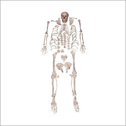 XC-130- Disarticulated Full Skeleton Model