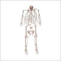 Disarticulated Skeleton Model - Pvc Material, 63x28x20cm Dimensions | Ideal For Biology Classes, Easy Assembly And Examination