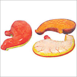 Human Stomach Anatomical Model