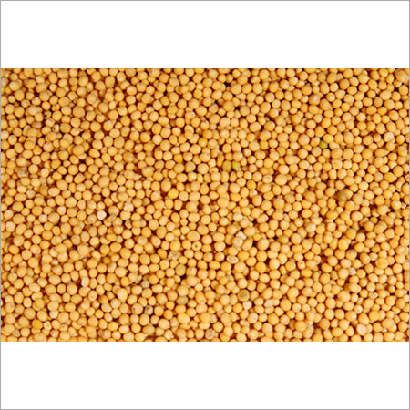 Mustard Seed (Sarson)