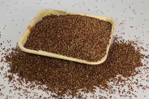 Dark Red Finger Millet