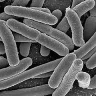 AZOTOBACTER