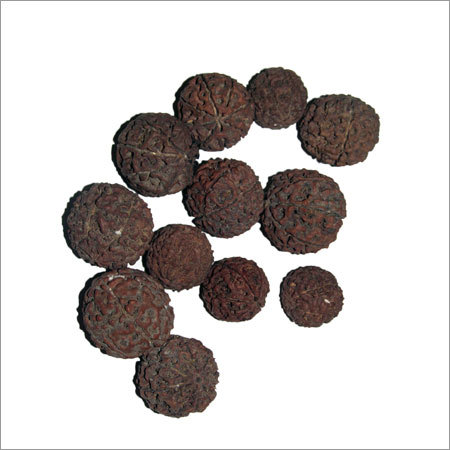 Rudraksha