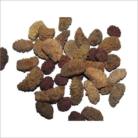7 Mukhi Rudraksh