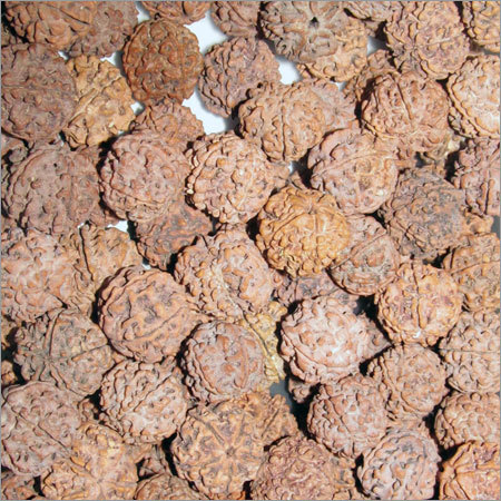 3 Mukhi Rudraksha