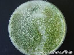 Trichoderma