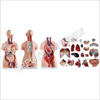 23 Parts Unisex Torso Models