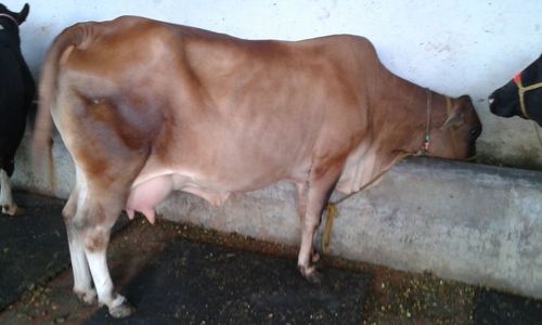 Sahiwal Cow