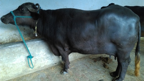 Pure Murrah Buffalos