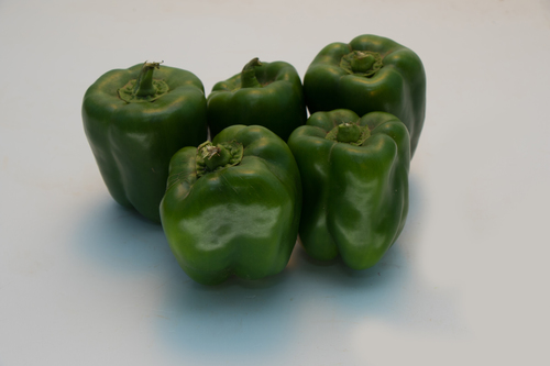 Capsicum