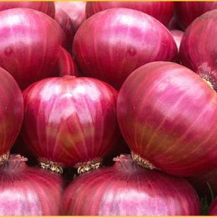 Onion