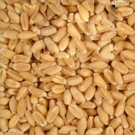 Durum Wheat