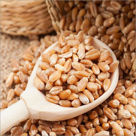 Sharbati Wheat