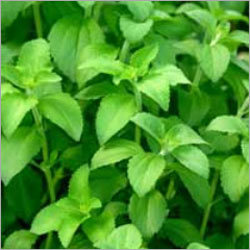 Stevia Plant