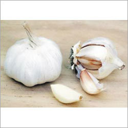 Garlic Extract